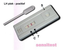 Ovulatietest met LH piek: je hebt nu de grootste kans om zwanger te worden.